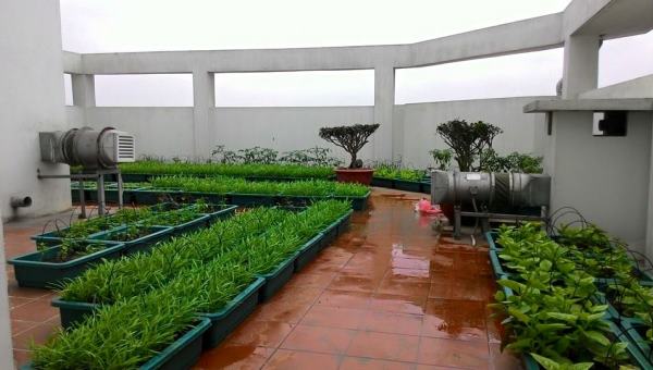 Các bước chống thấm cho vườn sân thượng nhà bạn